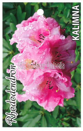 RHODODENDRON Kalimna - Click Image to Close