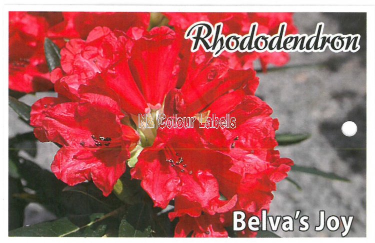 RHODODENDRON Belva's Joy - Click Image to Close