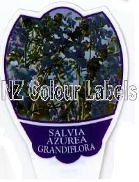 SALVIA azurea Grandiflora - Click Image to Close