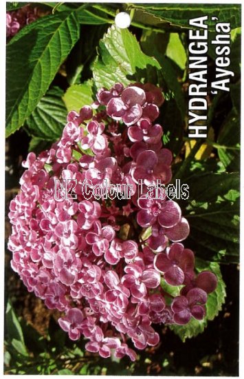 HYDRANGEA Ayesha - Click Image to Close