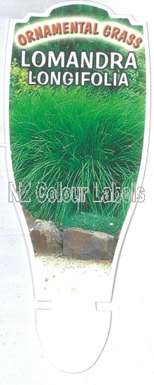 LOMANDRA longifolia - Click Image to Close