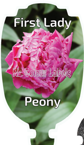 PEONY FIRST LADY - Click Image to Close