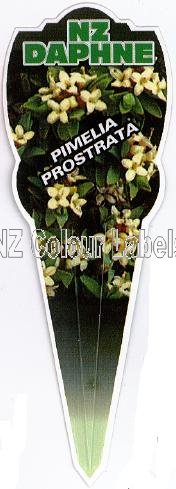 PIMELEA prostrata [NZ Daphne] - Click Image to Close