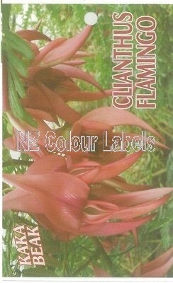 CLIANTHUS Flamingo - Click Image to Close