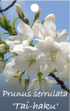 PRUNUS Tai Haku - Click Image to Close