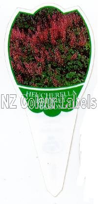 HEUCHERELLA Bridget Bloom - Click Image to Close