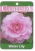 CAMELLIA Water Lily Hybrid