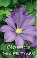 CLEMATIS MRS PB TRUAX