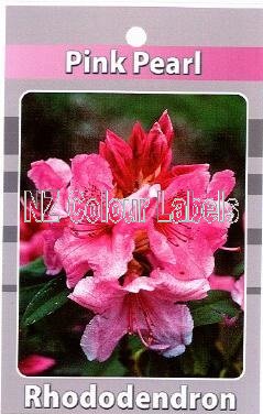 RHODODENDRON Pink Pearl - Click Image to Close