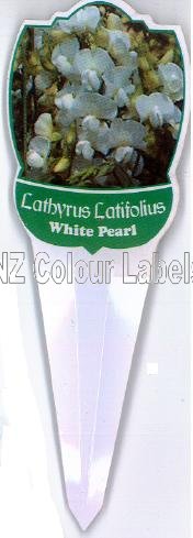 LTHRYS latifolius White Pearl - Click Image to Close