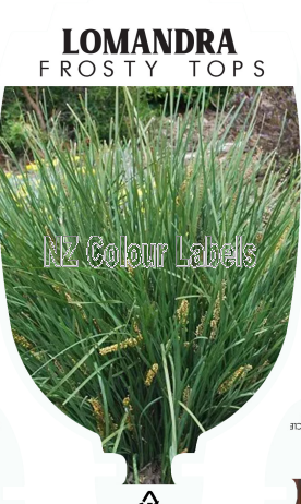 LOMANDRA FROSTY TOPS - Click Image to Close