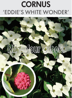 CORNUS Eddies White Wonder - Click Image to Close