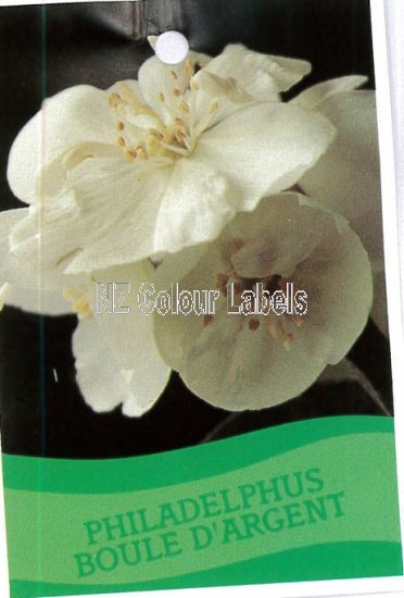 PHILADELPHUS Boule D'argent - Click Image to Close