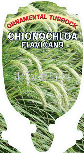 CHINOCHLOA flavicans - Click Image to Close