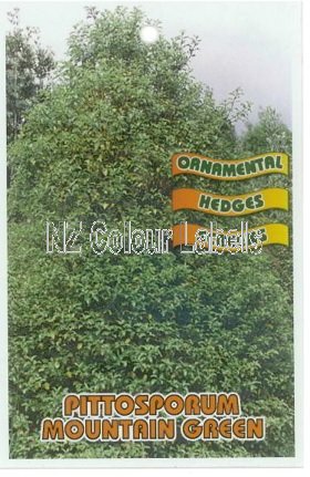 PITTOSPORUM t. Mountain Green - Click Image to Close