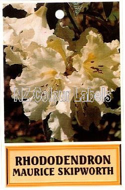 RHODODENDRON Maurice Skipworth - Click Image to Close