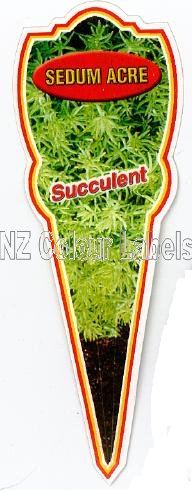 SEDUM Acre - Click Image to Close