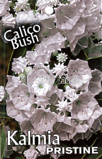 KALMIA latiflora PRISTINE - Click Image to Close