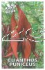 CLIANTHUS puniceus