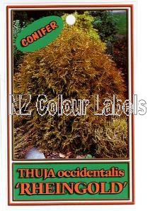 THUJA occidentalis Rheingold - Click Image to Close