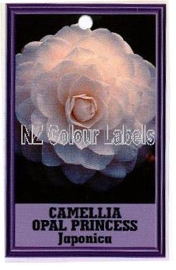 CAMELLIA Opal Princess - Click Image to Close