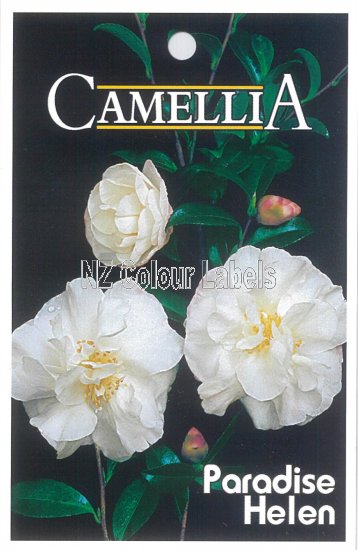 CAMELLIA Paradise Helen - Click Image to Close