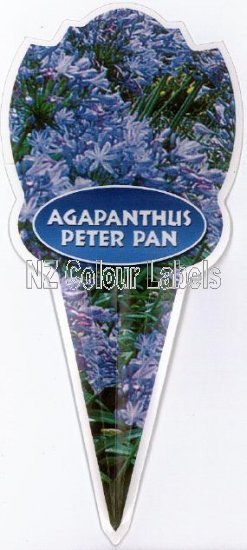 AGAPANTHUS Peter Pan - Click Image to Close