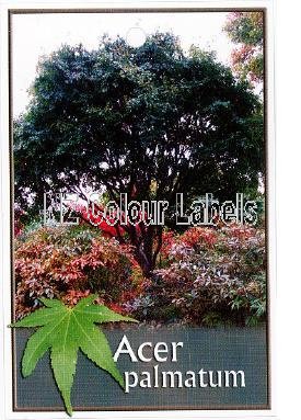 ACER palmatum [Japanese Maple] - Click Image to Close