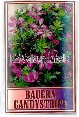 BAUERA rubioides Candy Stripe - Click Image to Close