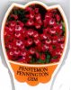 PENSTEMON Pennington Gem