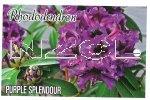 RHODODENDRON Purple Splendour