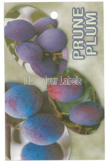 PRUNE PLUM (x4 tick box) - Click Image to Close