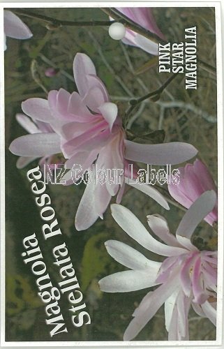 MAGNOLIA stellata Rosea - Click Image to Close