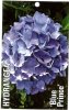 HYDRANGEA Blue Prince