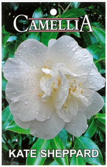 CAMELLIA Kate Sheppard - Click Image to Close