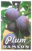 PLUM Damson