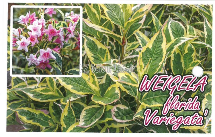 WEIGELA Variegated - Click Image to Close