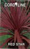 CORDYLINE Red Star