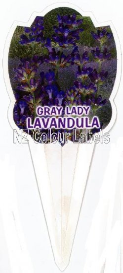 LAVANDUA Gray Lady - Click Image to Close