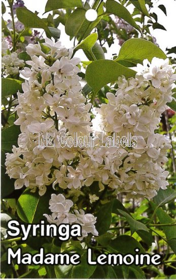 SYRINGA Madame Lemoine - Click Image to Close