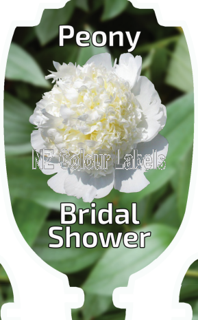 PAEONIA (Peony) Bridal Shower - Click Image to Close