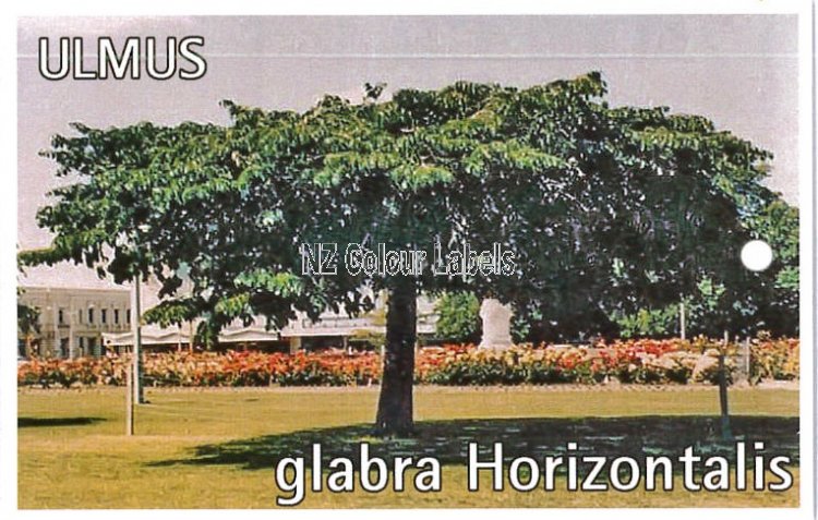 ULMUS glabra Horizontalis - Click Image to Close