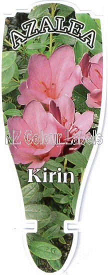 AZALEA Evergreen KIRIN - Click Image to Close