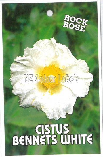 CISTUS Bennetts White [Rock Rose] - Click Image to Close