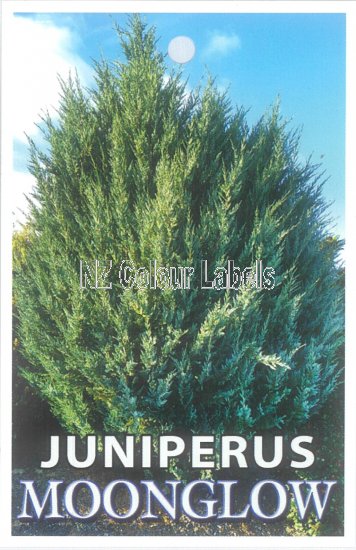 JUNIPERUS scopulorum 'Moonglow' - Click Image to Close