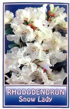 RHODODENDRON Snow Lady - Click Image to Close