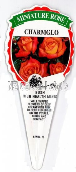 ROSE MINIATURE Charmglo - Click Image to Close