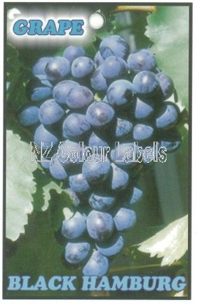 GRAPE Black Hamburg - Click Image to Close