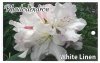 RHODODENDRON White Linen