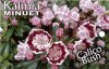 KALMIA latiflora MINUET